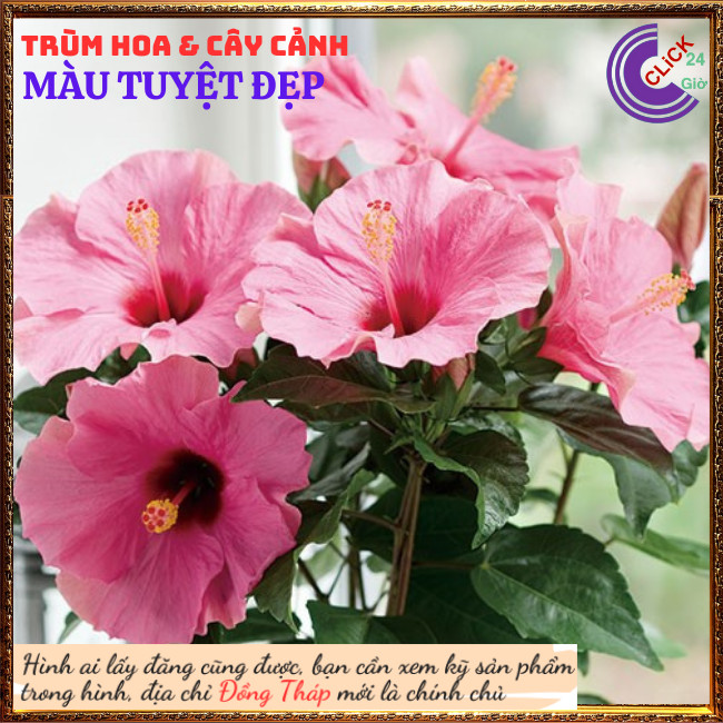 Chậu hoa râm bụt màu hồng cánh đơn bông bụp thái đại hồng hoa cẩm quỳ⏰TRÙM HOA VÀ CÂY CẢNH