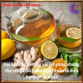 Chậu gừng trồng lấy củ và lá để ăn rất ngon và là dược liệu rất tốt️💄Siêu Thị Hoa
