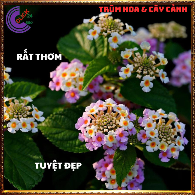 CÂY NGŨ SẮC HỒNG PHA LÊ TRỌN BỘ SƯU TẬP 50 MÀU TRÂM ỔI THƠM NGÁT ⏳ Hoa Mười Giờ Bonsai & Phụ Kiện
