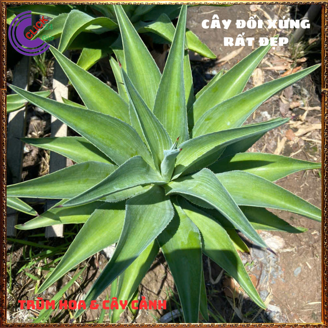 CÂY DỨA NAM MỸ MANG LẠI VẺ ĐẸP SANG TRỌNG, THẢO DƯỢC NHIỀU CÔNG DỤNG⏰ TRÙM HOA VÀ CÂY CẢNH