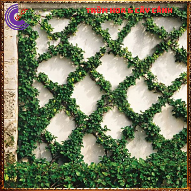 Combo 2 chậu Cây thằn lằn bám tường không hại tường vảy ốc⏰Hoa Mười Giờ Bonsai & Phụ Kiện