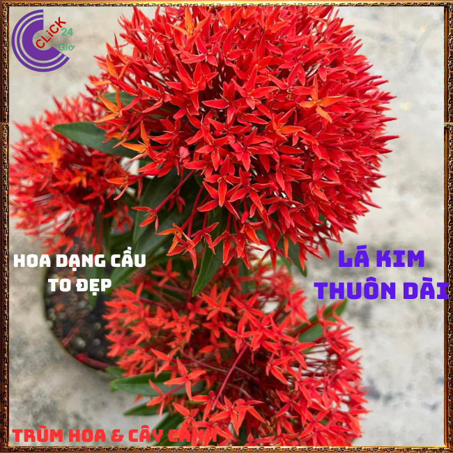 CÂY MẪU ĐƠN LÁ KIM HOA TRANG KIM MÀU ĐỎ LÁ NHỎ TUYỆT ĐẸP NỞ CẢ NĂM 📕 Hoa Mười Giờ Bonsai & Phụ Kiện