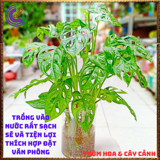 CHẬU CÂY TRẦU BÀ LỖ SIÊU LỌC KHÔNG KHÍ cây trồng trong nhà🕰 Yêu Nhà Yêu Hoa