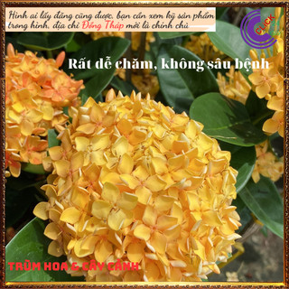 Hoa trang vàng lá trung siêu đẹp rực rỡ hoa quanh năm không sâu bệnh📕 Hoa Mười Giờ Bonsai & Phụ Kiện