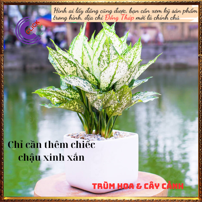 Cây Valentine trồng trong nhà mang may mắn siêu lọc không khí ⏰ Hoa Mười Giờ Bonsai & Phụ Kiện