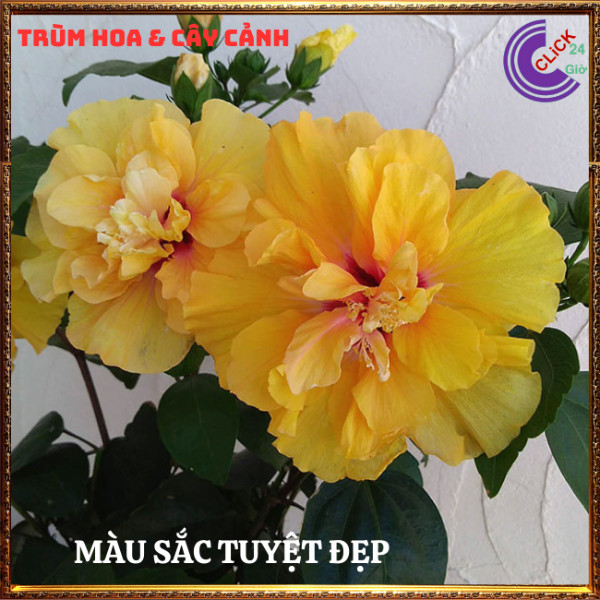 Chậu hoa râm bụt màu vàng cánh kép bông bụp thái đại hồng hoa cẩm quỳ⏰TRÙM HOA VÀ CÂY CẢNH