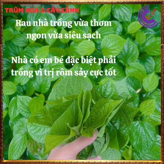 Chậu rau lá lốt hương vị thơm ngon dược liệu quý dùng nhiều cần trồng ️️🥁MiMa market