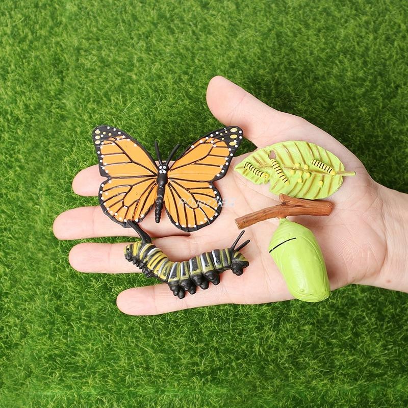 Mô Phỏng Vòng Đời Hình Tượng Của Vua Bướm Chu Kỳ Tăng Trưởng Côn Trùng Động Vật Giáo Dục Sinh Học Đồ Chơi Khoa Học