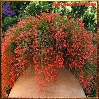 CHẬU CÂY LIỄU TƯỜNG ĐỎ HOA LẠ MẮT DỄ TRỒNG RỰC RỠ QUANH NĂM ️🔖 SHOP PP ONLINE CLICK 24 GIỜ