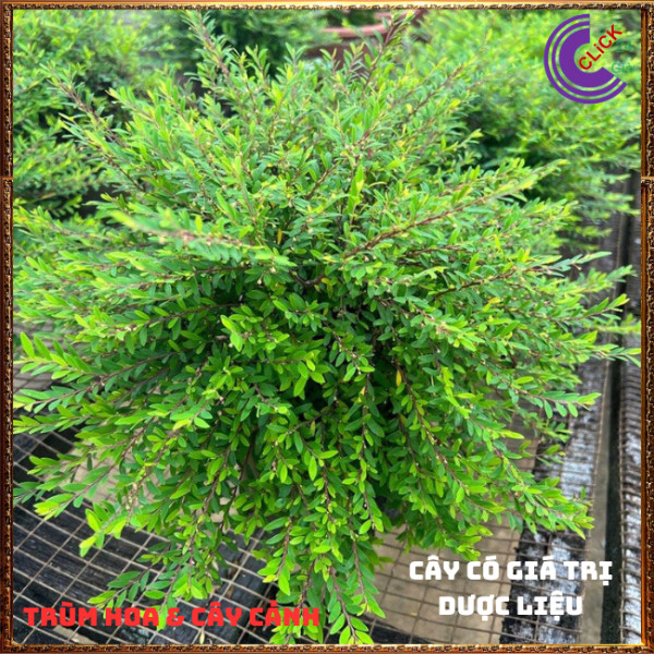 Combo 2 Chậu cây SƠN LIỄU THÁI RŨ cây phong thủy may mắn nên trồng⏰ Hoa Mười Giờ Bonsai & Phụ Kiện