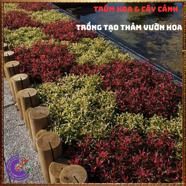 COMBO 2 CHẬU CÂY KỶ ĐỎ DỀN XANH CHUYÊN TRỒNG NỀN PHỐI CẢNH TẠO KHỐI⏰TRÙM HOA VÀ CÂY CẢNH