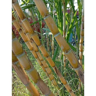 [HẠT NỘI ĐỊA TRUNG] - Hạt giống mía Hoàng Kim (HG nhập ngoại) gói 20 Hạt dòng mía cao sản rất ngọt