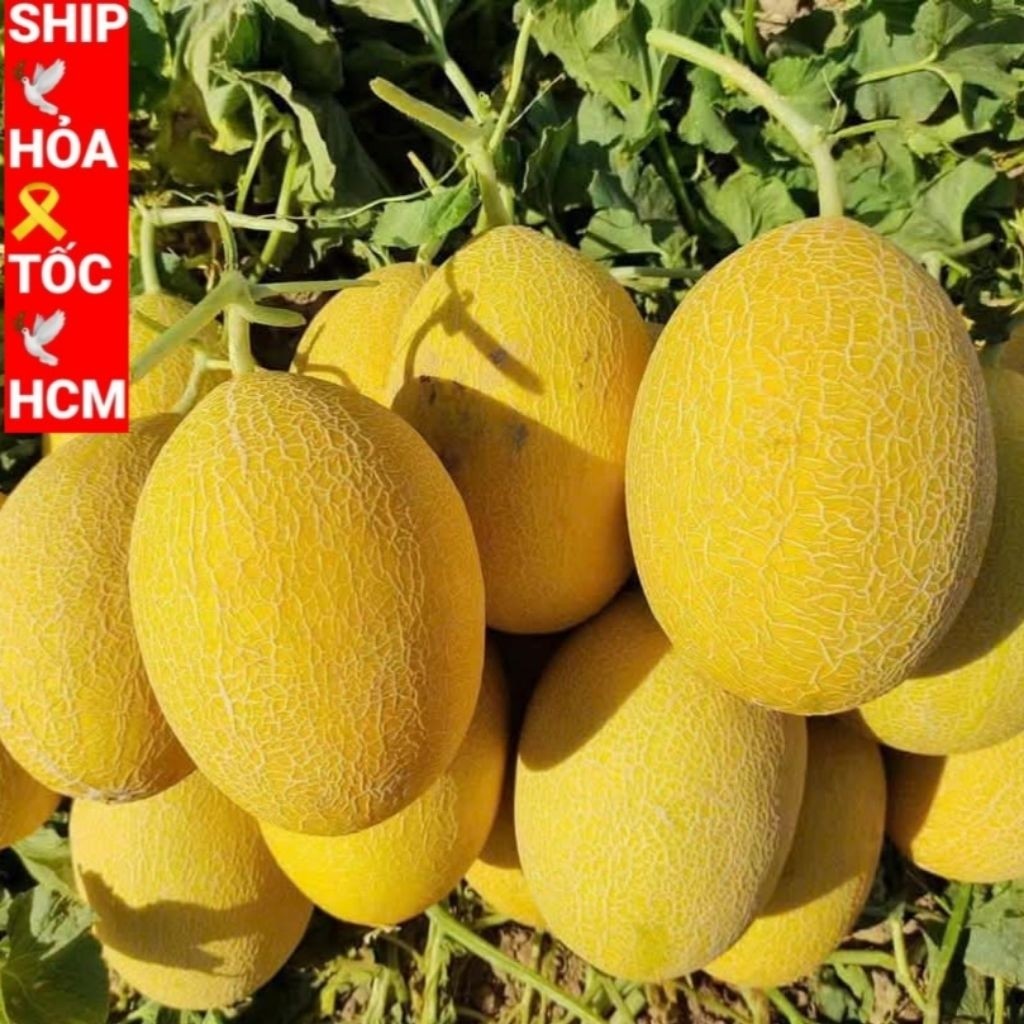 [Hoả Tốc] Dưa Lưới Huỳnh Long, Giòn, Ngọt [ 1 Trái tuỳ Size]