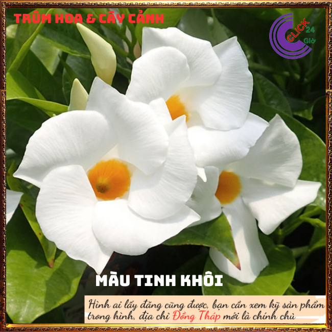 Chậu hoa tuyết anh trắng tinh khôi hoa trang đài trắng tuyệt đẹp⏰ Hoa Mười Giờ Bonsai & Phụ Kiện
