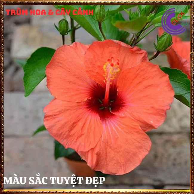 Chậu hoa râm bụt Cam cánh đơn bông bụp thái đại hồng hoa cẩm quỳ to⏰TRÙM HOA VÀ CÂY CẢNH