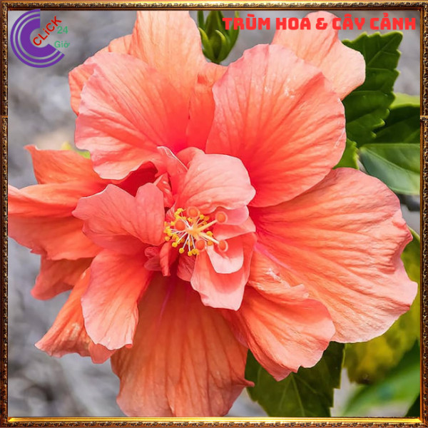 Cây hoa dâm bụt thái màu cam cánh kép bông bụp đại hồng hoa cẩm quỳ to⏰Hoa Mười Giờ Bonsai & Phụ Kiện