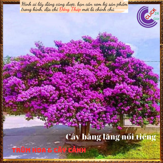 Chậu Hoa Bằng Lăng Tím Kép Cao Gần 1 Mét Khoảng Sân Thương Nhớ🍈MiMa market