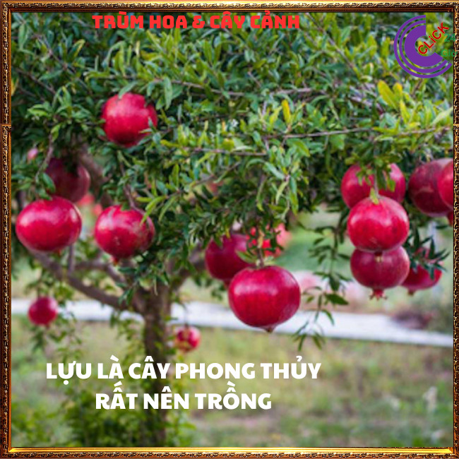 Cây Lựu Đỏ Quả To Mọng Ngọt Cao 60cm Đang Có Hoa Loại Siêu Trái⏰ TRÙM HOA VÀ CÂY CẢNH