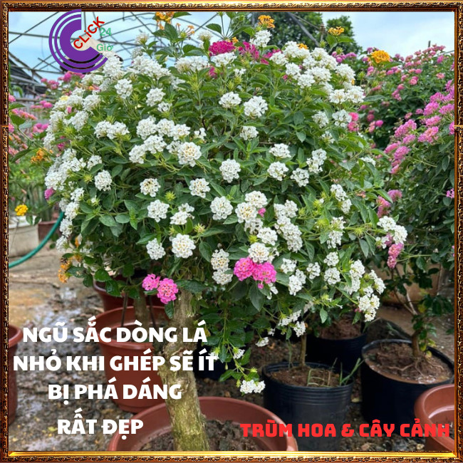 CHẬU TRÂM ỔI TRẮNG KEM THƠM NGÁT BỘ SƯU TẬP NGŨ SẮC 50 MÀU RỰC RỠ⏳ TRÙM HOA VÀ CÂY CẢNH