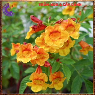 CHẬU HOA ĐĂNG TIÊU ĐỨNG HOÀNG YẾN CAM LOÀI CÂY SIÊU BÔNG RỰC RỠ️️🥁 MiMa market