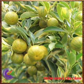 CHẬU TẮC CẨM THẠCH CAO TRÊN 50CM CÂY QUẤT, CÂY HẠNH THÁI SỌC ĐẸP ️️🥁 MiMa market