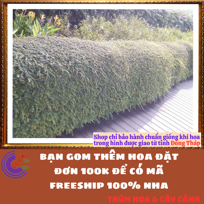 Combo 2 Chậu cây SƠN LIỄU THÁI RŨ cây phong thủy may mắn nên trồng⏰ Hoa Mười Giờ Bonsai & Phụ Kiện