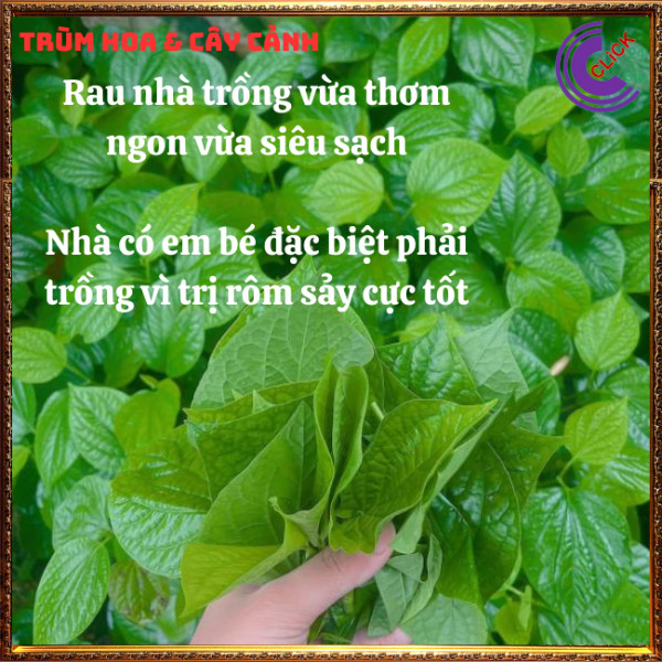 Chậu rau lá lốt hương vị thơm ngon ăn nên vị thuốc ⏰Hoa Mười Giờ Bonsai & Phụ Kiện