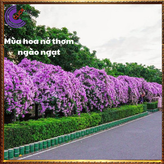 Cây lan tỏi siêu phẩm cổng, hàng rào xua đuổi rắn, côn trùng, trừ tà ⌛Siêu Thị Hoa Và Cây Giống
