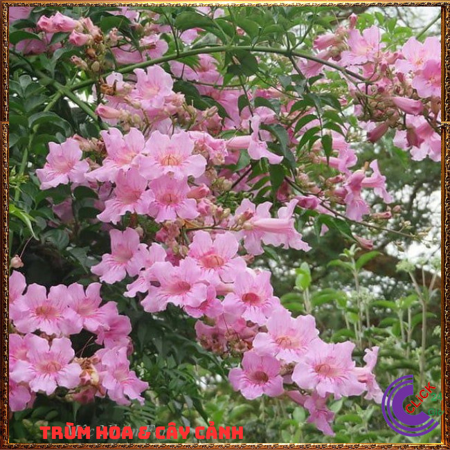 Chậu cây HỒNG PHÚC HỒNG THIÊN HƯƠNG dây leo hoa thơm nở quanh năm ⏰Hoa Mười Giờ Bonsai & Phụ Kiện