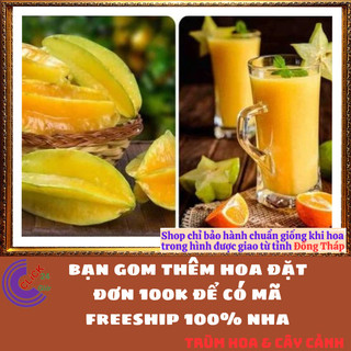 Chậu Cây Khế NGỌT Siêu Trái Cao 70 cm khỏe đẹp Nhiều dinh dưỡng🍉MiMa market