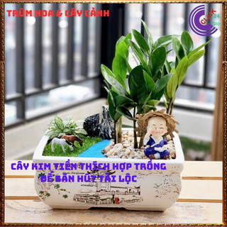 CHẬU CÂY KIM TIỀN NHỎ LÀM TIỂU CẢNH ĐỂ BÀN HÚT TÀI LỘC PHÚ QUÝ ⌛Siêu Thị Hoa Và Cây Giống