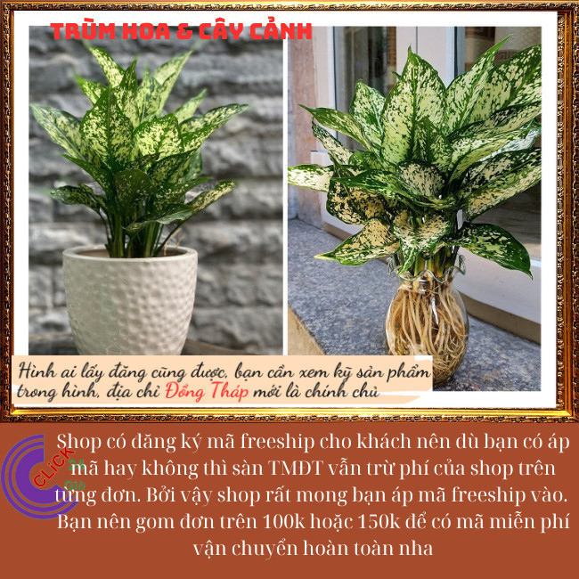 Cây Valentine trồng trong nhà mang may mắn siêu lọc không khí ⏰ Hoa Mười Giờ Bonsai & Phụ Kiện