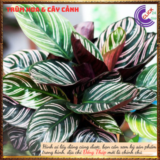 Chậu đuôi công sọc trắng cây để bàn lọc không khí đem đến may mắn💍 SHOP PP ONLINE CLICK 24 GIỜ