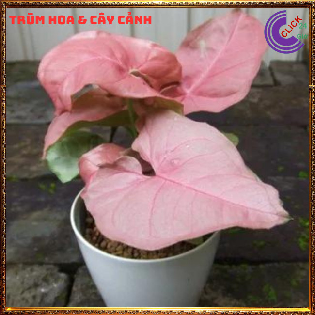 Chậu trầu bà hồng cây trồng trong nhà cây để bàn màu xinh xắn ⏰ TRÙM HOA VÀ CÂY CẢNH