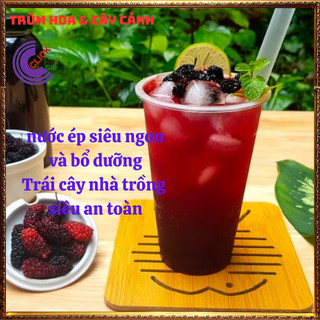 Cây Dâu Tằm Ăn Trái Thơm Ngon Nhiều Vitamin 💍 SHOP PP ONLINE CLICK 24 GIỜ