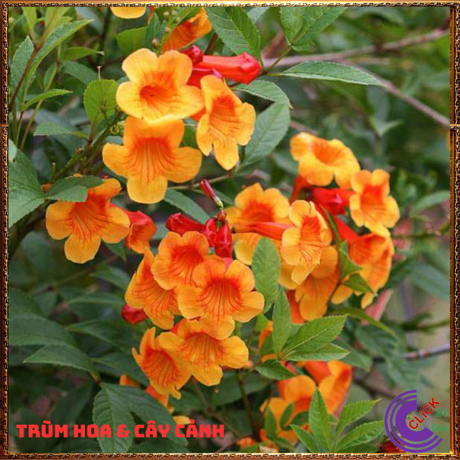 CHẬU HOA ĐĂNG TIÊU ĐỨNG HOÀNG YẾN CAM LOÀI CÂY SIÊU BÔNG RỰC RỠ⏰ TRÙM HOA VÀ CÂY CẢNH