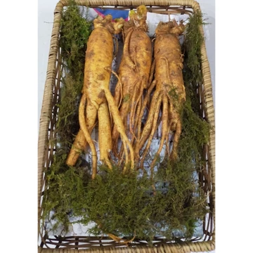 Sâm tươi Hàn Quốc ngâm mật ong 3 củ =500g, sâm trụi, nhân sâm hầm gà, sâm, sâm Hàn Quốc bồi bổ sức khỏe