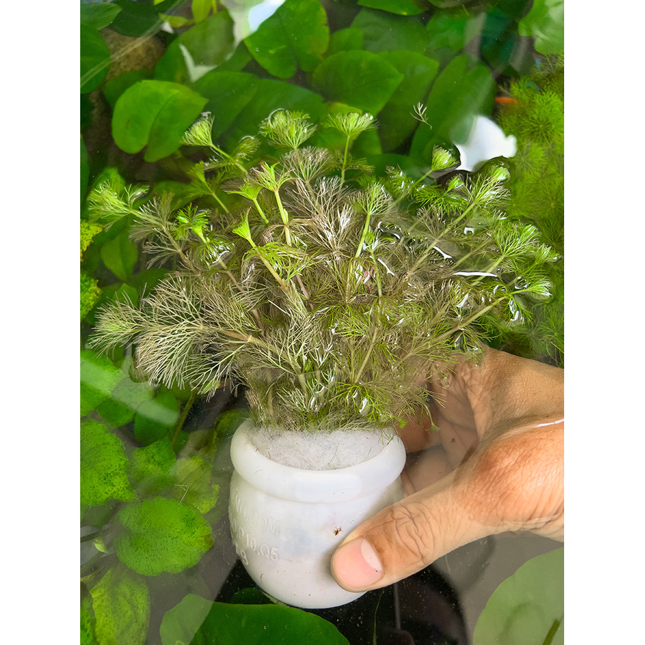 Tiểu Bảo Tháp (Cây Thủy Sinh) (Dạng Chậu) Trang Trí Bể Cá Cảnh, Thủy Sinh