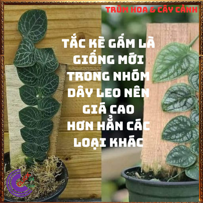 Chậu TẮC KÈ GẤM LÁ KHỔNG LỒ cao 60cm dây leo bám tường họ thằn lằn⏰TRÙM HOA VÀ CÂY CẢNH