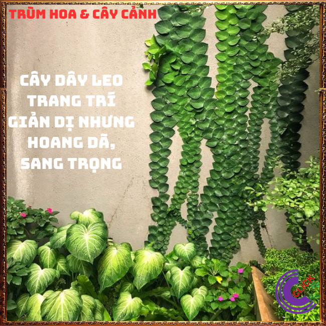 Dây thằn lằn lá to dây leo tường vảy ốc khỏe mạnh dễ trồng⏰Hoa Mười Giờ Bonsai & Phụ Kiện