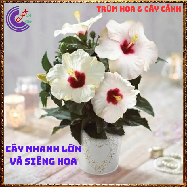 CHẬU BÔNG BỤP TRẮNG CÁNH ĐƠN HOA TO KHỦNG NỞ QUANH NĂM RÂM BỤT THÁI⏰ Hoa Mười Giờ Bonsai & Phụ Kiện