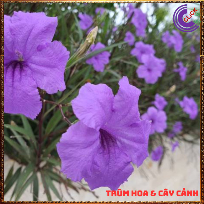 CHẬU HOA CHIỀU TÍM NHẤT XINH TÍM DẠ YẾN THẢO MEXICO NỞ QUANH NĂM⏰ TRÙM HOA VÀ CÂY CẢNH