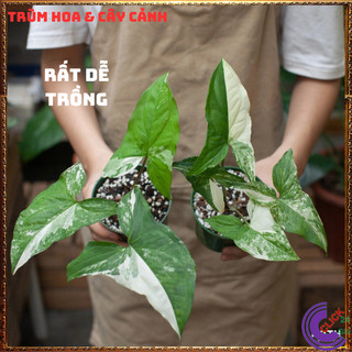 CHẬU CÂY TRẦU BÀ CẨM THẠCH TRỒNG TRONG NHÀ, ĐỂ BÀN SIÊU LỌC KHÔNG KHÍ🕰 Yêu Nhà Yêu Hoa