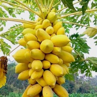 HÀNG NHẬP KHẨU - có bảo hành -> Sét 2 Gói hạt giống đu đủ vàng siêu năng suất, ăn thơm ngon