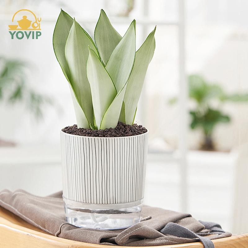 YOVIP Chậu cây tự tưới nước trong suốt có hộp đựng nước Chậu hoa Cây xanh er cho sân vườn Trang trí cây cảnh VN
