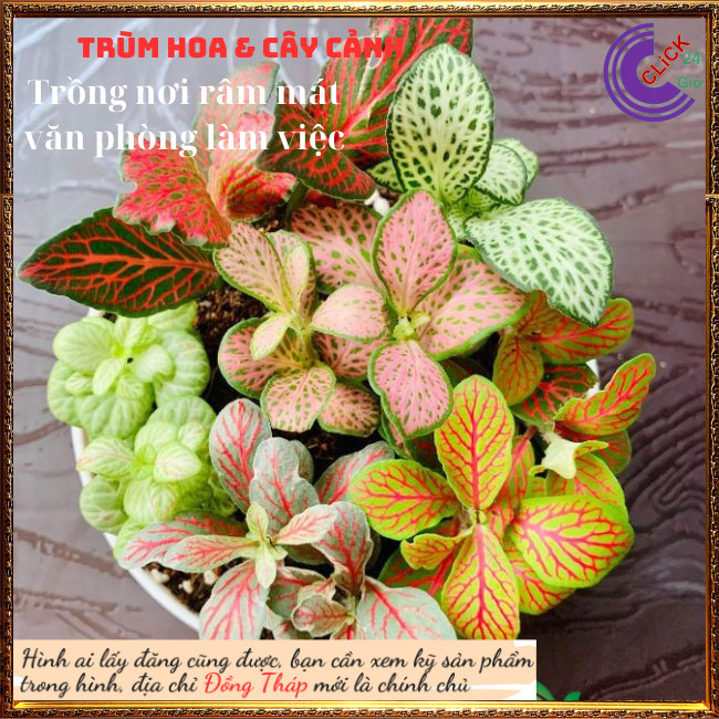3 chậu cẩm nhung để bàn làm tiểu cảnh mini dễ thương ⏰ Hoa Mười Giờ Bonsai & Phụ Kiện