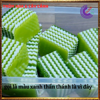 Chậu lá nếp thơm màu xanh thần thánh của mọi món ăn dược liệu tốt ️️🥁MiMa market