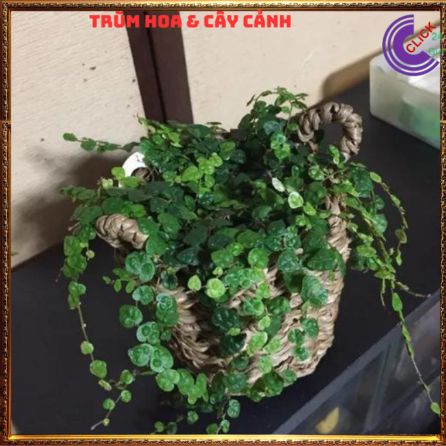 2 CHẬU VẢY ỐC THẰN LẰN LEO TƯỜNG CÂY KHỎE MẠNH⏰ Hoa Mười Giờ Bonsai & Phụ Kiện