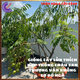 CÂY CÓC THÁI GIỐNG LÙN SIÊU TRÁI CÂY ĂN QUẢ TRỒNG CHẬU QUỐC DÂN️💄 Siêu Thị Hoa