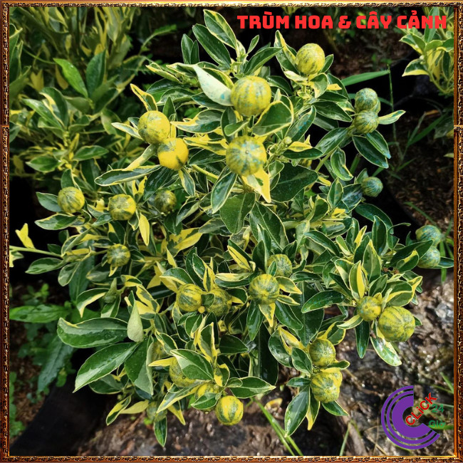 CHẬU TẮC CẨM THẠCH CAO TRÊN 50CM CÂY QUẤT, CÂY HẠNH THÁI SỌC ĐẸP ⏰ TRÙM HOA VÀ CÂY CẢNH